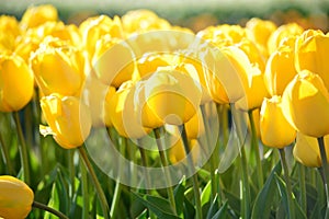 Yellow Wave Tulips at Veldheer Tulip Garden in Holland