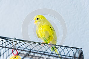 Yellow wavy parrot or budgie sits on the cage on blue background