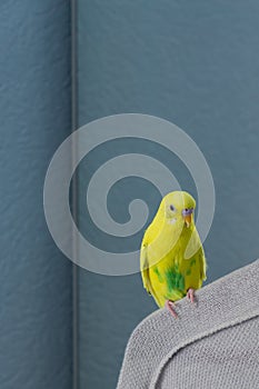 Yellow wavy parrot or budgie sits on a hanger  on blue background