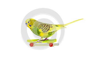 Yellow wavy parrot with plastic toy skateboard isolated on white background