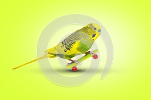 Yellow wavy parrot with plastic toy skateboard on lime background