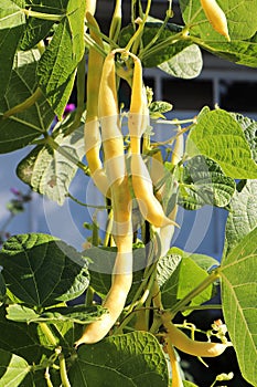 Yellow wax beans hanging from garden vines