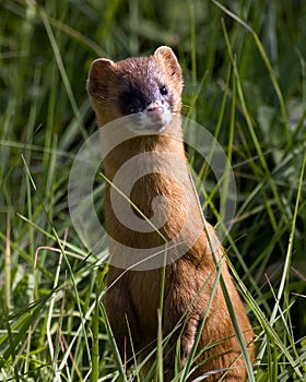 Yellow weasel