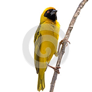 Yellow Weaver bird on tree isolated