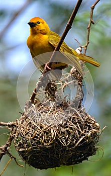 Yellow Weaverbird