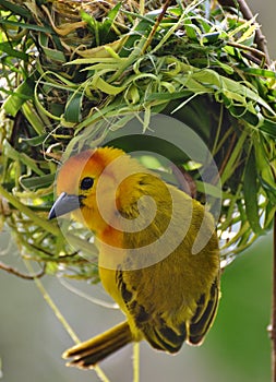 Yellow Weaverbird