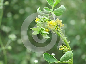 Yellow weed