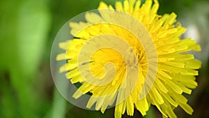 Erbacce dente di leone fiore sul verde 