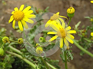 Yellow weed, Eastern Groundsel Senecio vernalis