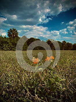 Yellow weed in a field of grass with a palm tree