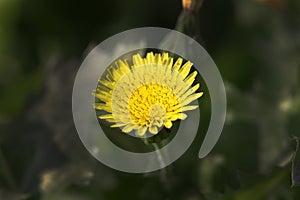 Yellow weed flower