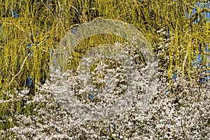 Yellow Weeping Willow Flowers Larsen Lake Blueberry Farm Park Bellevue Washington