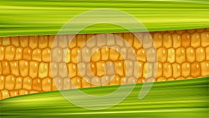 Yellow weet corn pattern between green leaf background. Fresh maize cob banner. Healthy vegetarian food vegetable vector