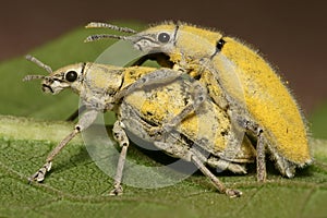 Yellow Weevil Mating