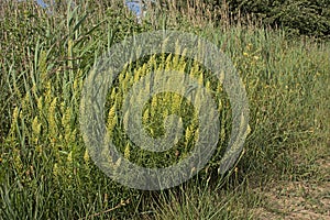 Yellow weld flowers in the dunes