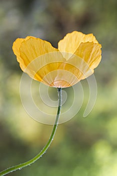 Yellow or Welsh Poppy