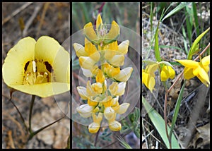 Yellow Western U.S. Wildflowers Collage