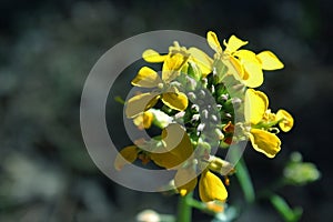 Yellow Western Wallflower, Erysimum capitatum