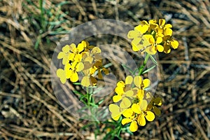 Yellow Western Wallflower, Erysimum capitatum