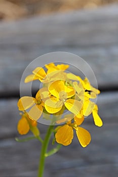 Yellow Western Wallflower, Erysimum capitatum