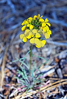 Yellow Western Wallflower, Erysimum capitatum