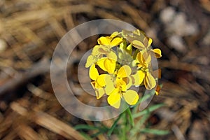 Yellow Western Wallflower, Erysimum capitatum