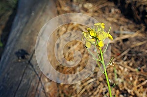 Yellow Western Wallflower, Erysimum capitatum