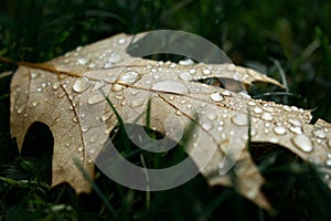 Yellow wet autumn fallen leaf with dew drops