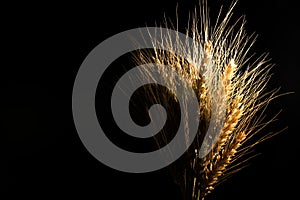Yellow wheat bundle on black background
