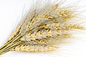 Yellow wheat bundle on white background