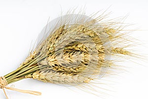 Yellow wheat bundle on white background