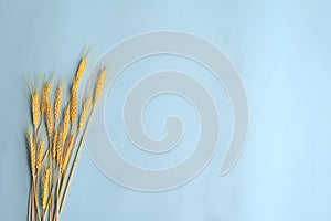 Yellow wheat ears on blue background, harvest concept, agricultural advertising, copy space