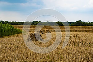 Yellow Wheat Ears Field On Blue Sunny Sky Background. Rich Harvest Wheat Field Fresh Crop Of Wheat