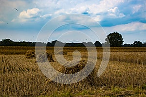 Yellow Wheat Ears Field On Blue Sunny Sky Background. Rich Harvest Wheat Field Fresh Crop Of Wheat