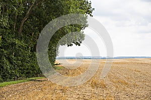 Yellow Wheat Ears Field On Blue Sunny Sky Background. Rich Harvest Wheat Field Fresh Crop Of Wheat