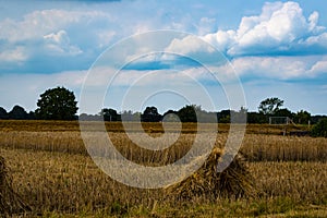 Yellow Wheat Ears Field On Blue Sunny Sky Background. Rich Harvest Wheat Field Fresh Crop Of Wheat