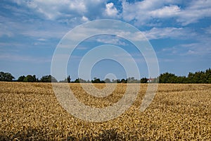 Yellow Wheat Ears Field On Blue Sunny Sky Background. Rich Harvest Wheat Field Fresh Crop Of Wheat