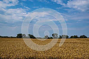 Yellow Wheat Ears Field On Blue Sunny Sky Background. Rich Harvest Wheat Field Fresh Crop Of Wheat