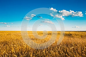 Yellow Wheat Ears Field On Blue Sunny Sky