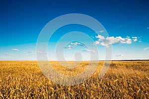 Yellow Wheat Ears Field On Blue Sunny Sky