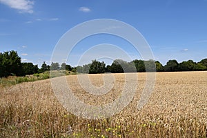 Yellow Wheat Ears Field On Blue Sunny Sky