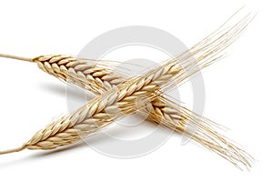 Yellow wheat ears isolated on white