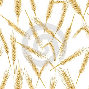 Yellow wheat ears isolated on white background