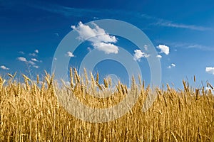 Yellow wheat field with blue sky