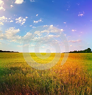 Yellow wheat field and blue sky