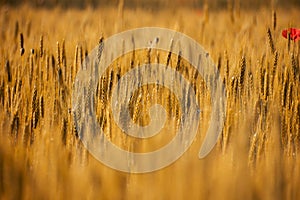 Yellow wheat field. Cereal production - concept