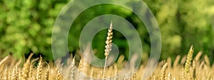 Yellow wheat field and green forest. Close-up of one ear above all the others. The concept of striving for victory.