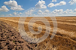 Yellow wheat field after harvesting, blue sky. Ukraine.