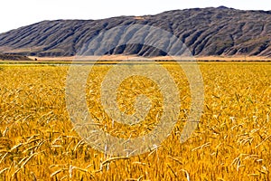 Yellow wheat field and hills on the background