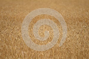 Yellow wheat field with a narrow strip of sharpness in the lower third of the image.